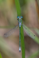 David Plant Photography - Wildlife Photography - Scarce emerald damselfly - I